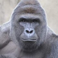 Harambe