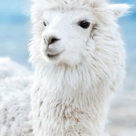 RandomAlpaca