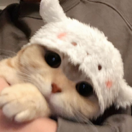 Hufed