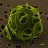 Coccolithophore